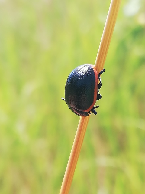 Chrysolina