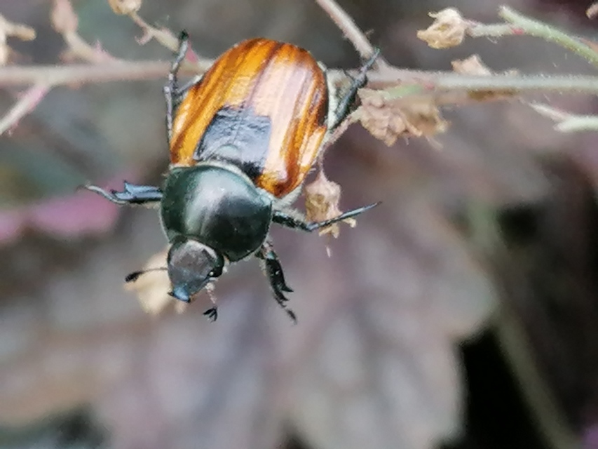 Anisoplia austriaca - osztrák szipoly