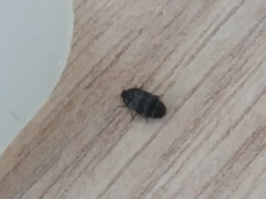 Trogoderma glabrum - fekete gabonaporva