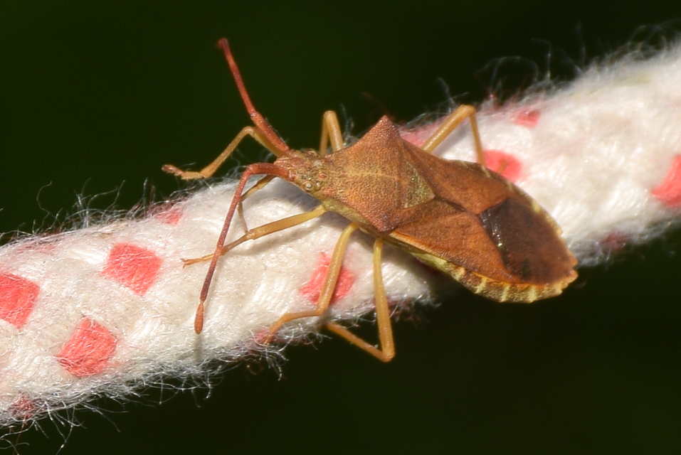 Gonocerus acuteangulatus - aranypetés karimáspoloska