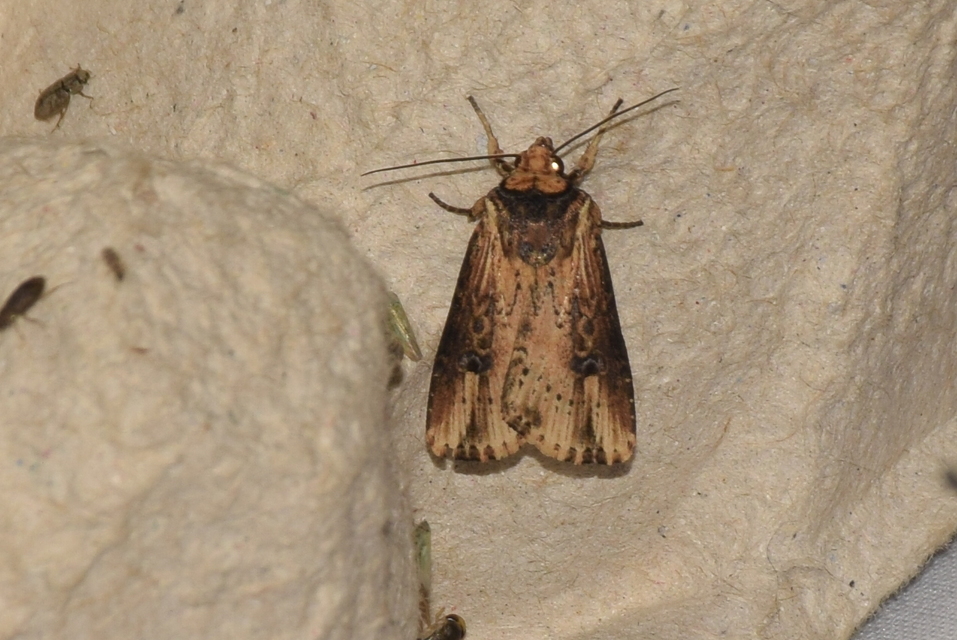 Axylia putris - vonalkás földibagoly