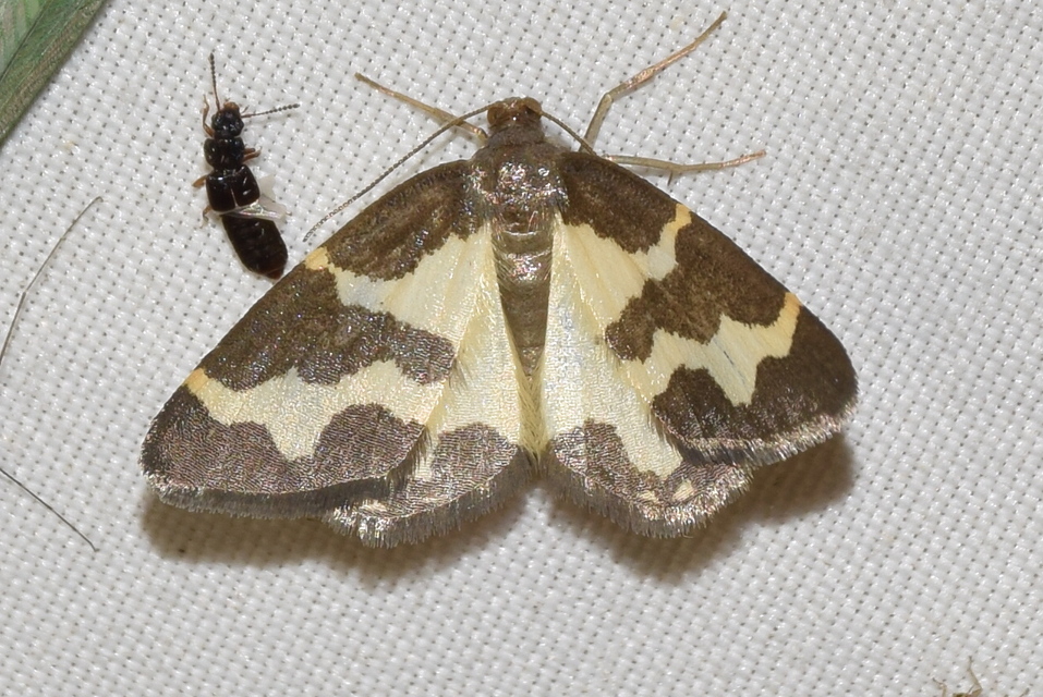 Lomaspilis marginata - szegélyes nyárfaaraszoló