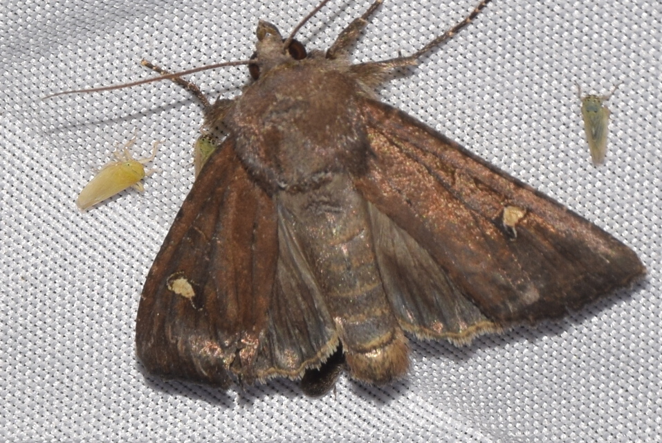 Helotropha leucostigma - mocsári nőszirombagoly