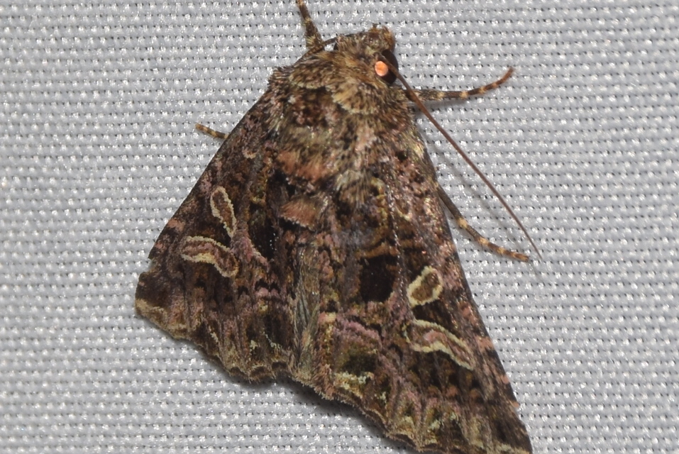 Sideridis rivularis - vörhenyes szegfűbagoly