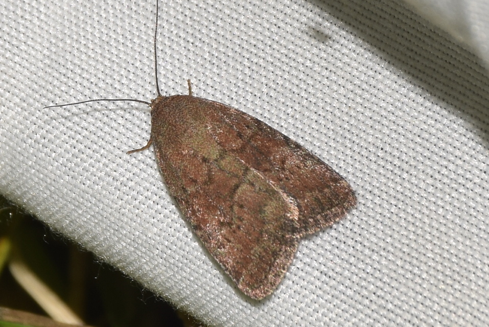 Acosmetia caliginosa - imolabagoly