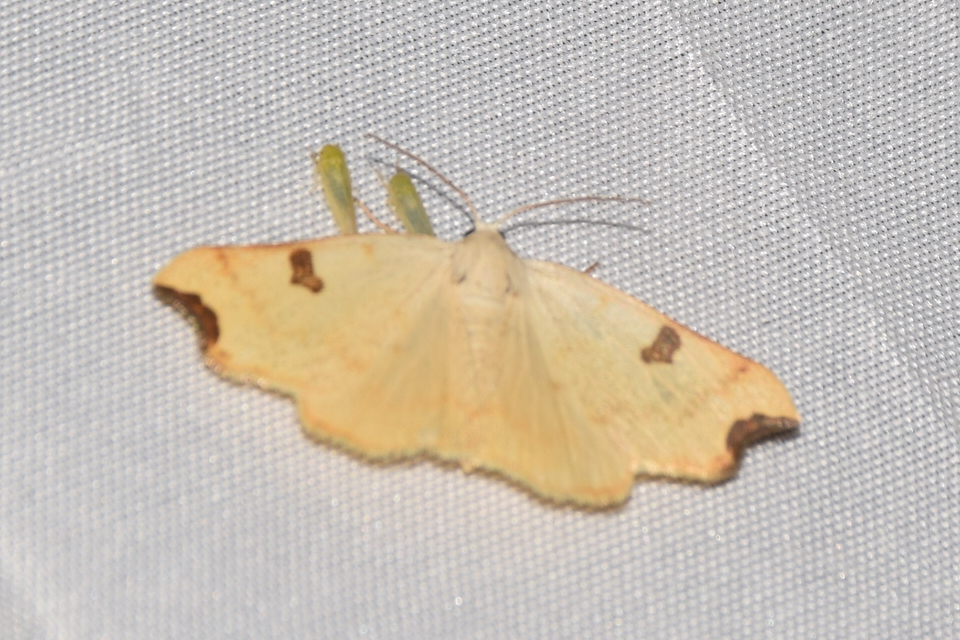 Eilicrinia cordiaria - fehér fűzfaaraszoló