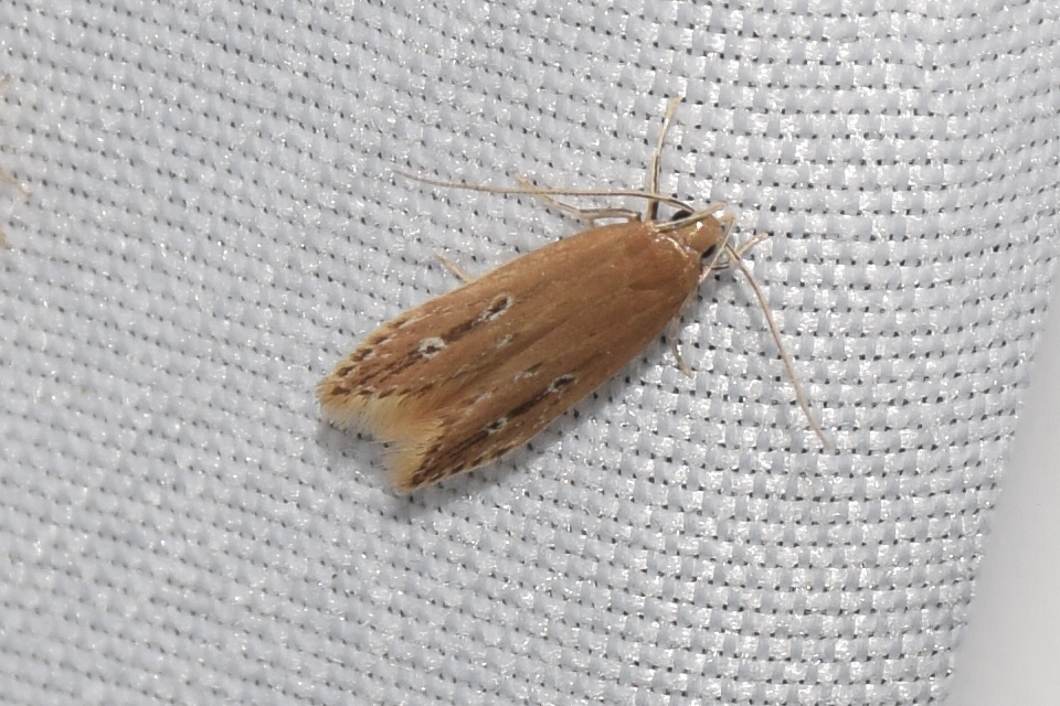 Limnaecia phragmitella - nádmoly