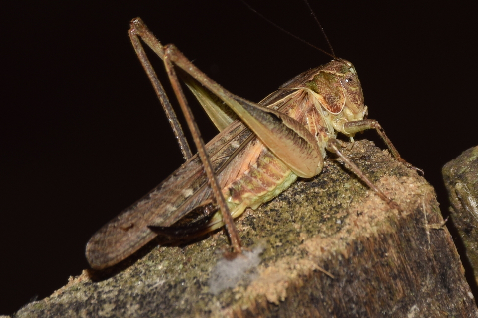 Platycleis affinis - púposhasú rétiszöcske