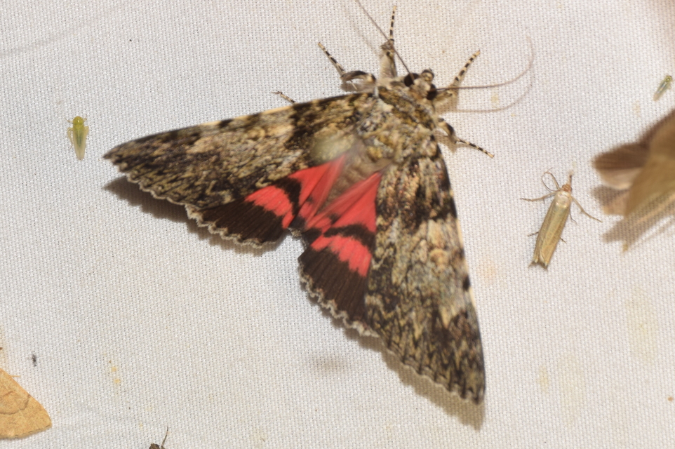 Catocala promissa - kis tölgyfa-övesbagoly