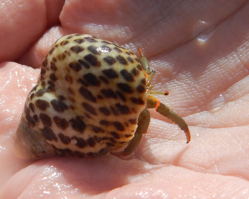 Clibanarius erythropus