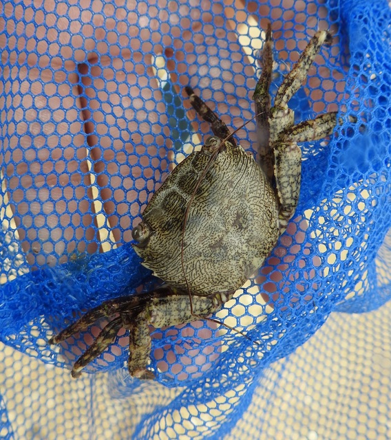 Pachygrapsus marmoratus