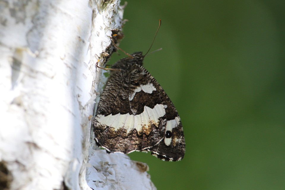 Brintesia circe - fehéröves szemeslepke