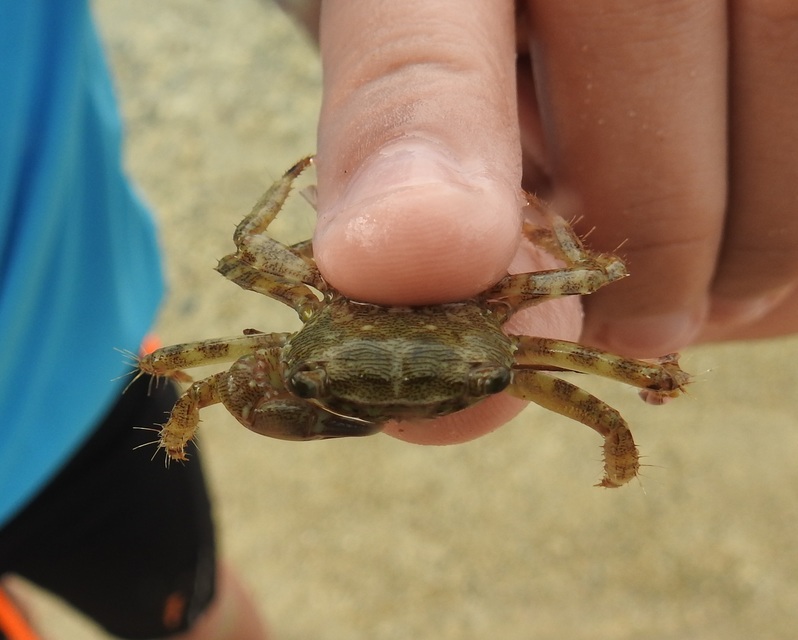 Pachygrapsus marmoratus