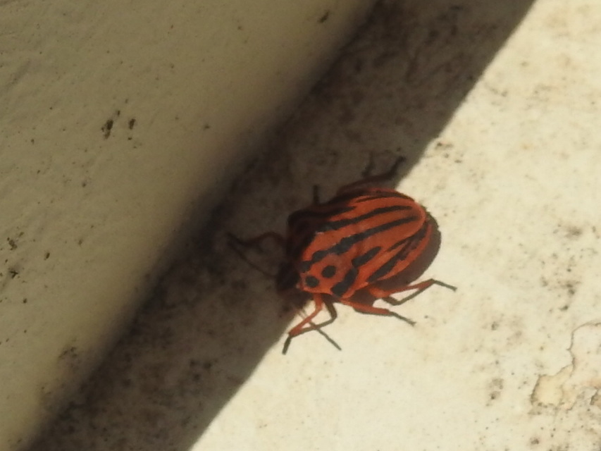 Graphosoma semipunctatum