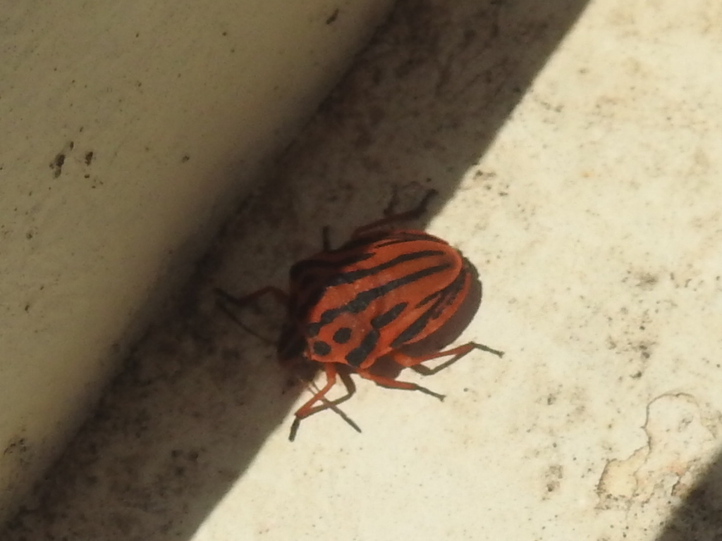 Graphosoma semipunctatum