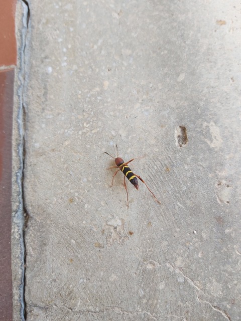 Neoclytus acuminatus - amerikai darázscincér