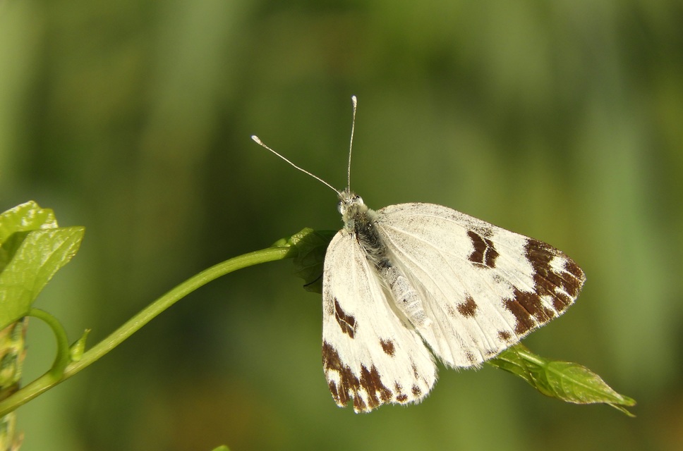 Pontia edusa - rezedalepke