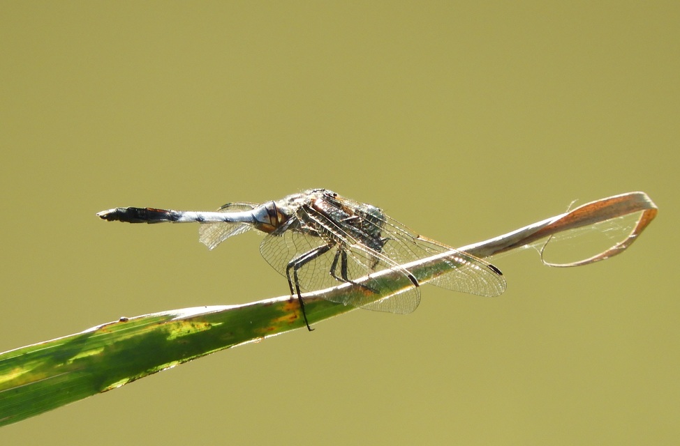 Orthetrum albistylum - fehérfarkú pásztorszitakötő