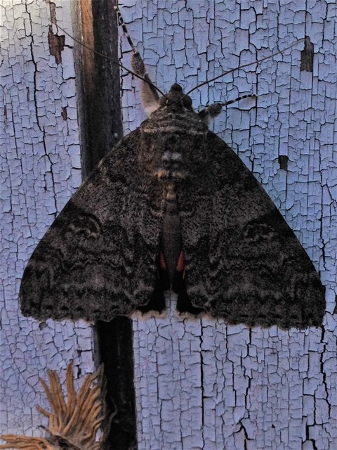 Catocala nupta - piros övesbagoly