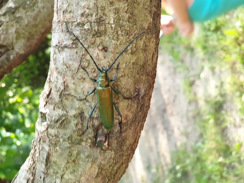 Aromia moschata - pézsmacincér