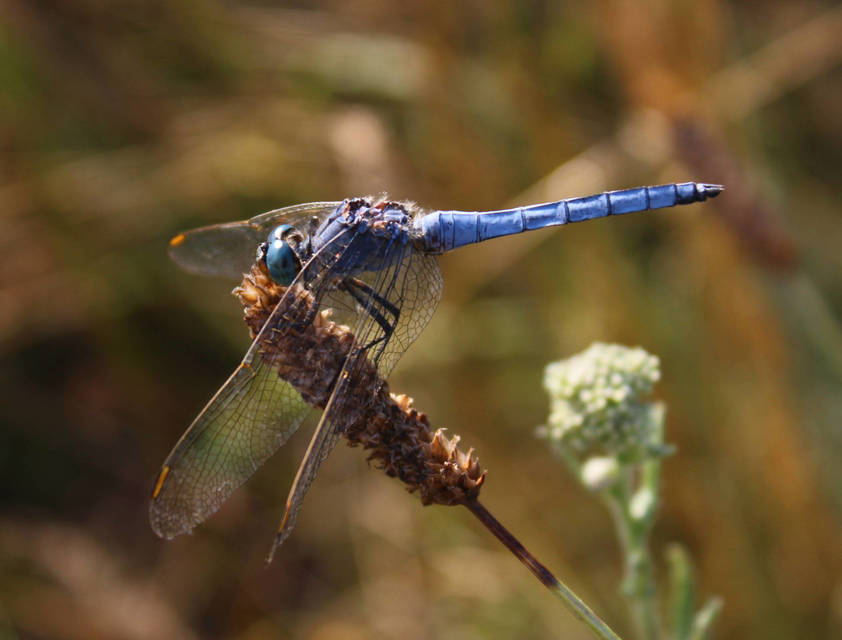 Orthetrum coerulescens - karcsú pásztorszitakötő
