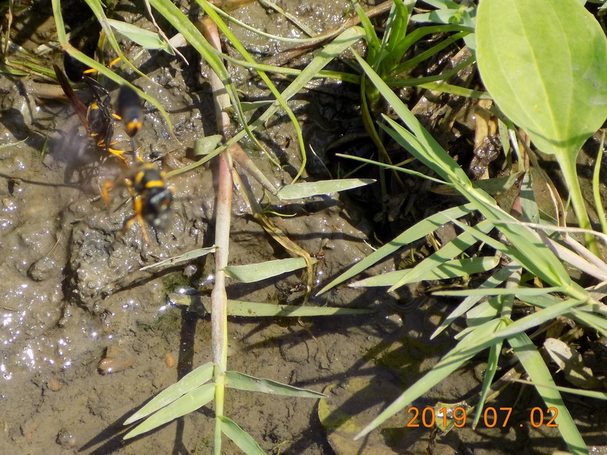 Sceliphron caementarium - feketenyelű lopódarázs