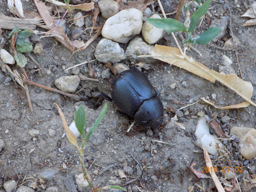 Pentodon idiota - butabogár