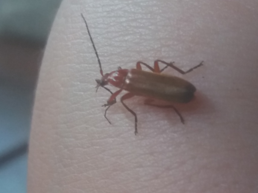Rhagonycha fulva - feketevégű lágybogár
