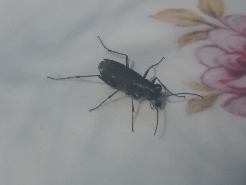 Cylindera germanica - parlagi homokfutrinka