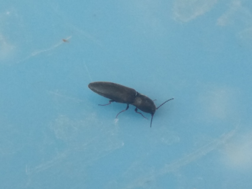 Agriotes ustulatus - mezei pattanó