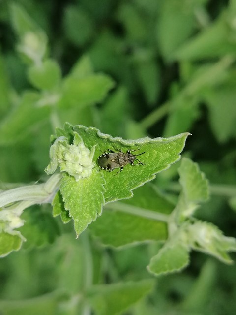 Heterogaster cathariae