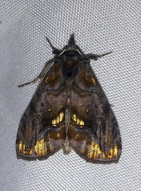 Lamprotes c-aureum - c-betűs aranybagoly