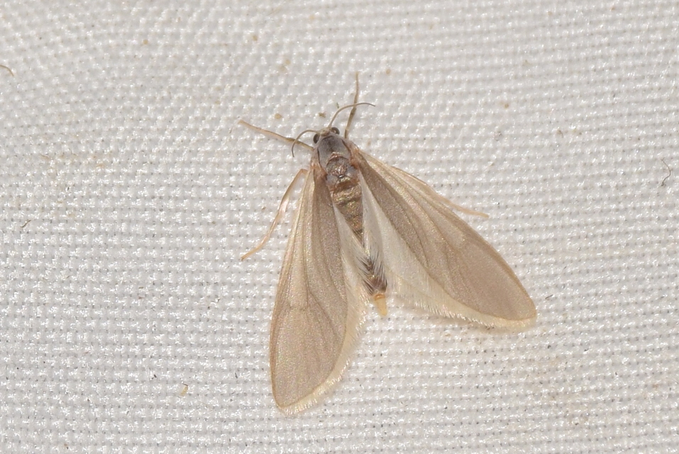 Acentria ephemerella - törpe vízimoly
