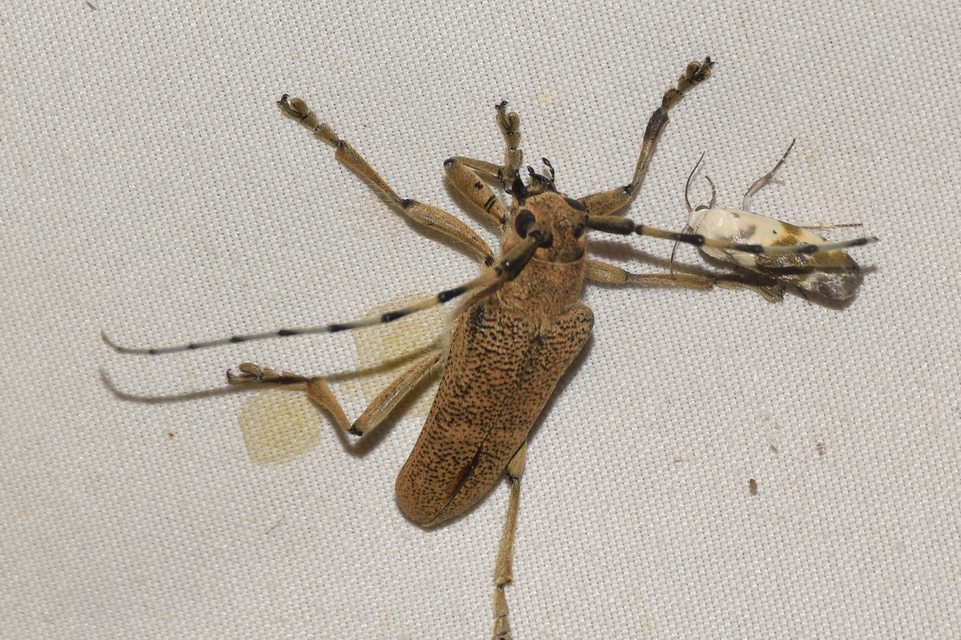 Saperda carcharias - nagy nyárfacincér