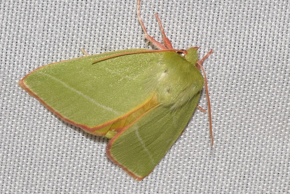 Pseudoips prasinana - bükkfa-zöldbagoly