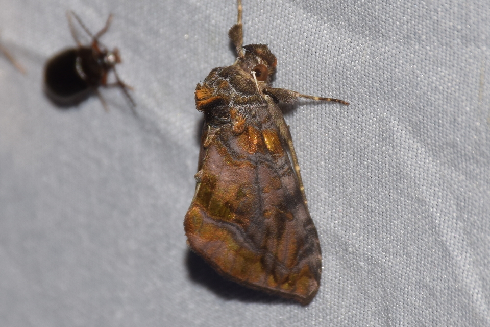 Lamprotes c-aureum - c-betűs aranybagoly