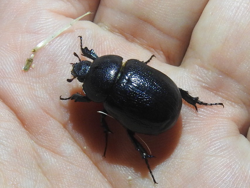 Pentodon bidens punctatus
