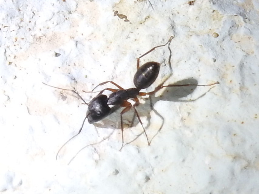 Camponotus
