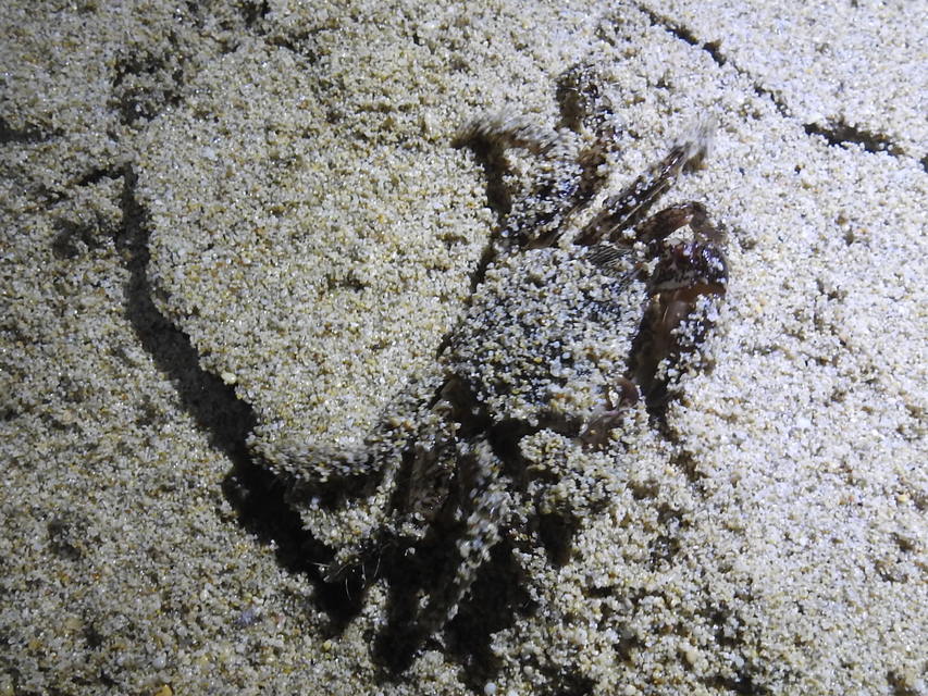 Pachygrapsus
