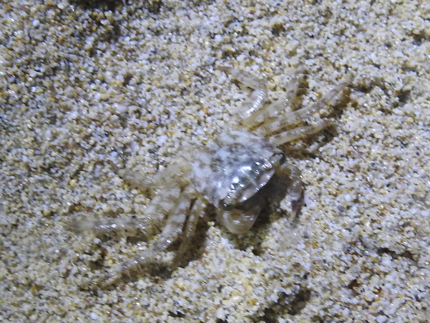 Pachygrapsus