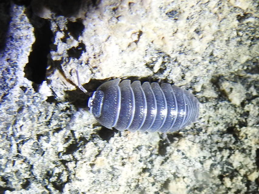 Armadillidium