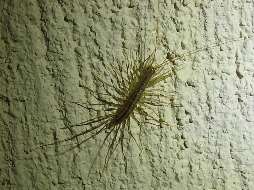Scutigera coleoptrata - légyölő pókszázlábú