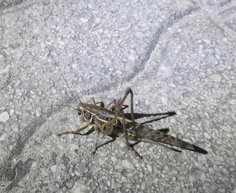 Decticus albifrons