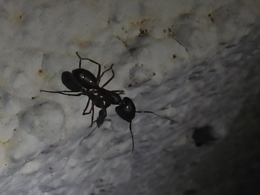 Camponotus