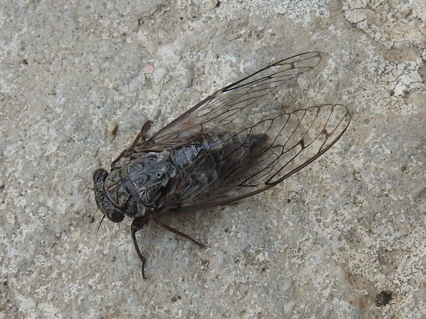 Cicadidae - énekeskabócák