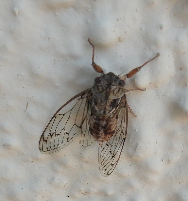 Cicadidae - énekeskabócák