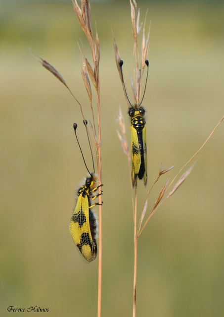 Libelloides macaronius - keleti rablópille Libelloides macaronius - keleti rablópille