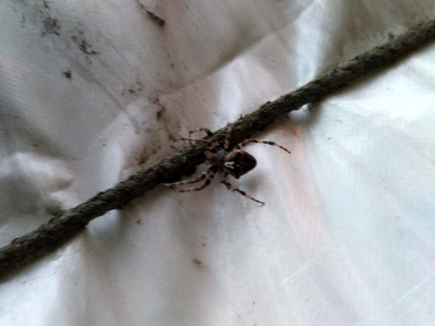 Araneus circe/angulatus