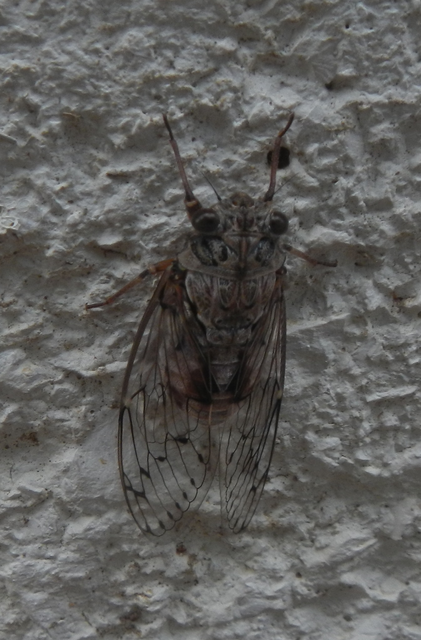 Cicada orni - mannakabóca