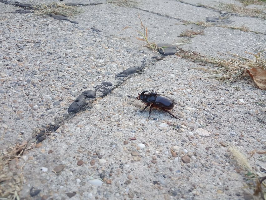 Oryctes nasicornis - orrszarvú bogár